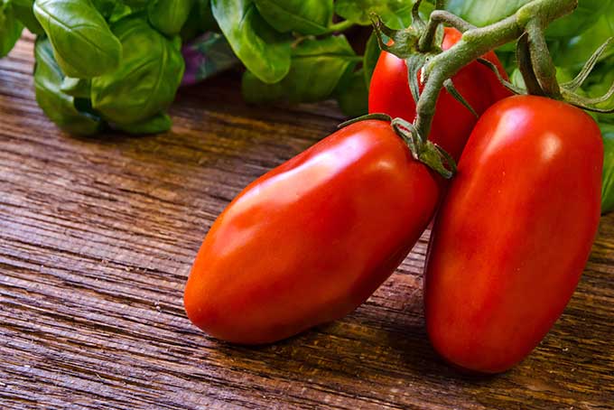 What makes San Marzano Tomatoes so Special?